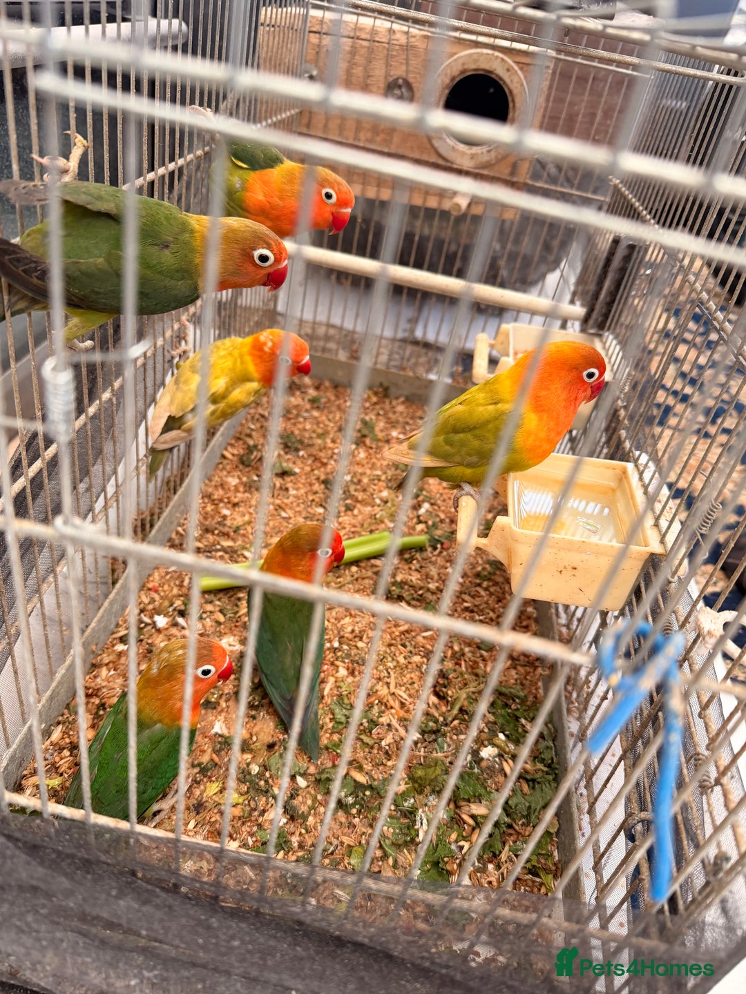 Lovebirds birds for sale: Lovebirds are looking for new home - Advert 1