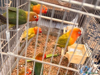 Lovebirds birds Lovebirds are looking for new home - Advert 5