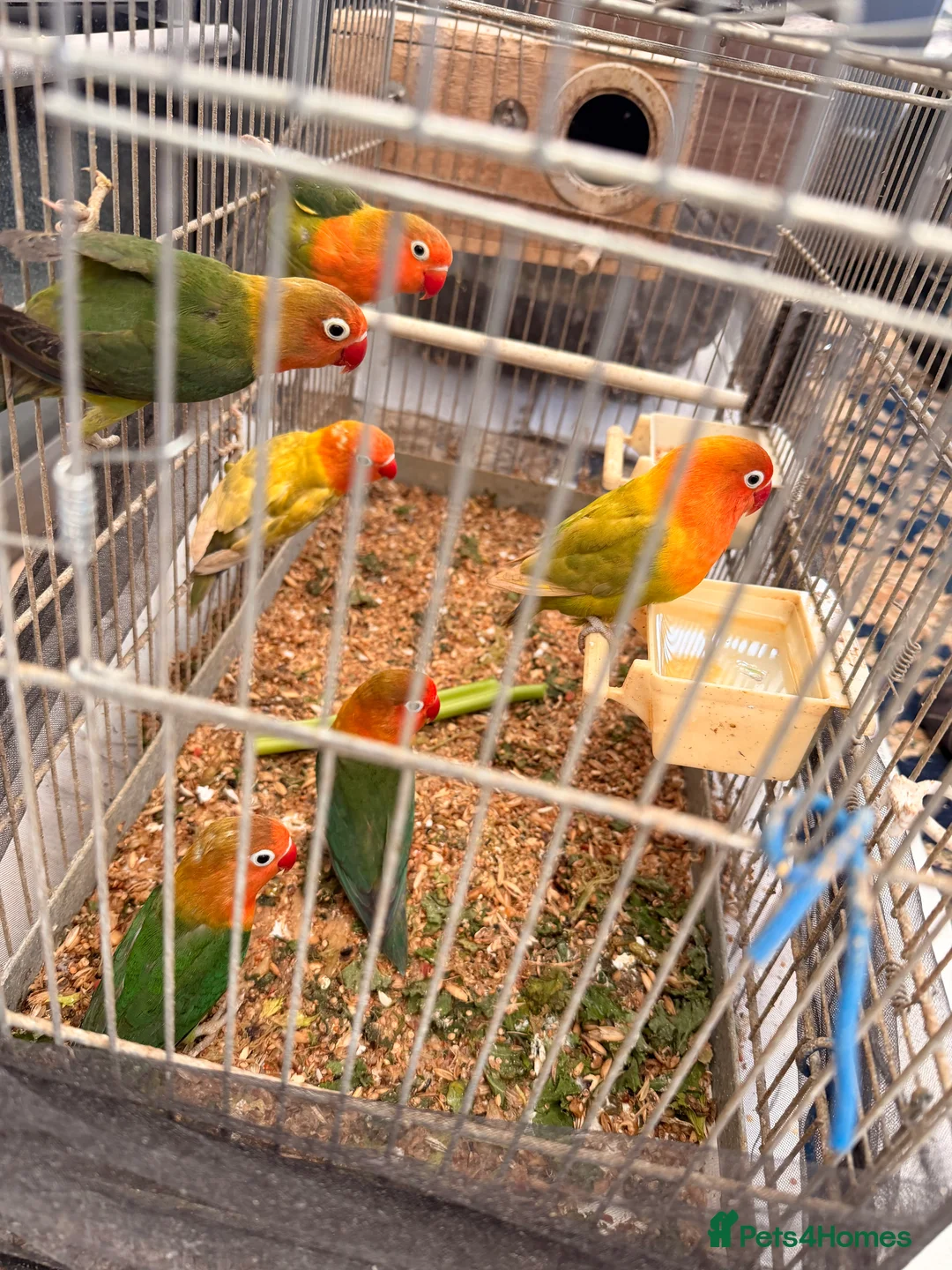 Lovebirds birds for sale: Lovebirds are looking for new home - Advert 1