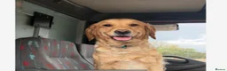 Golden Retriever dogs for sale: KC Reg Extensively Health Tested Golden Retriever - Advert 2