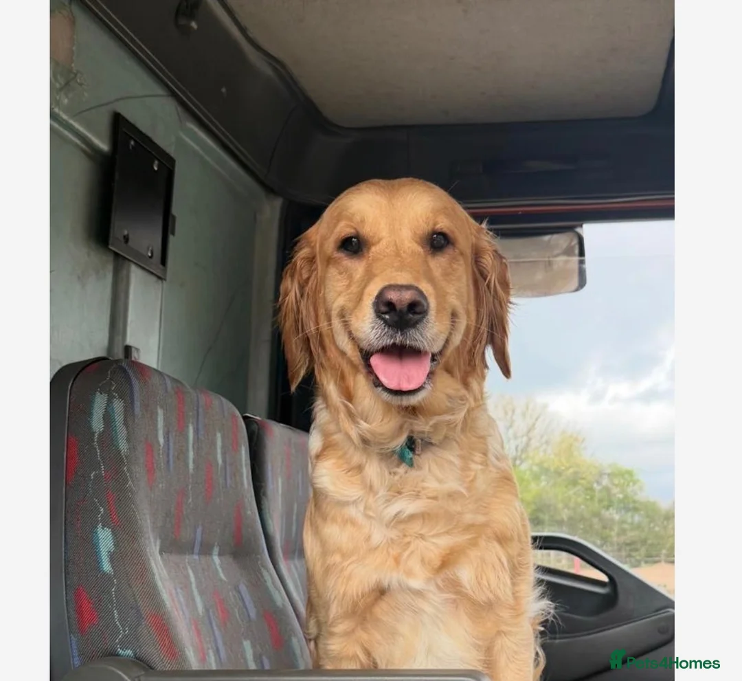 Golden Retriever dogs for sale: KC Reg Extensively Health Tested Golden Retriever - Advert 2