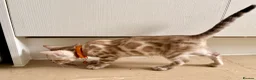 Bengal cats for sale: TICA registered Glitter Bengals  - Advert 1