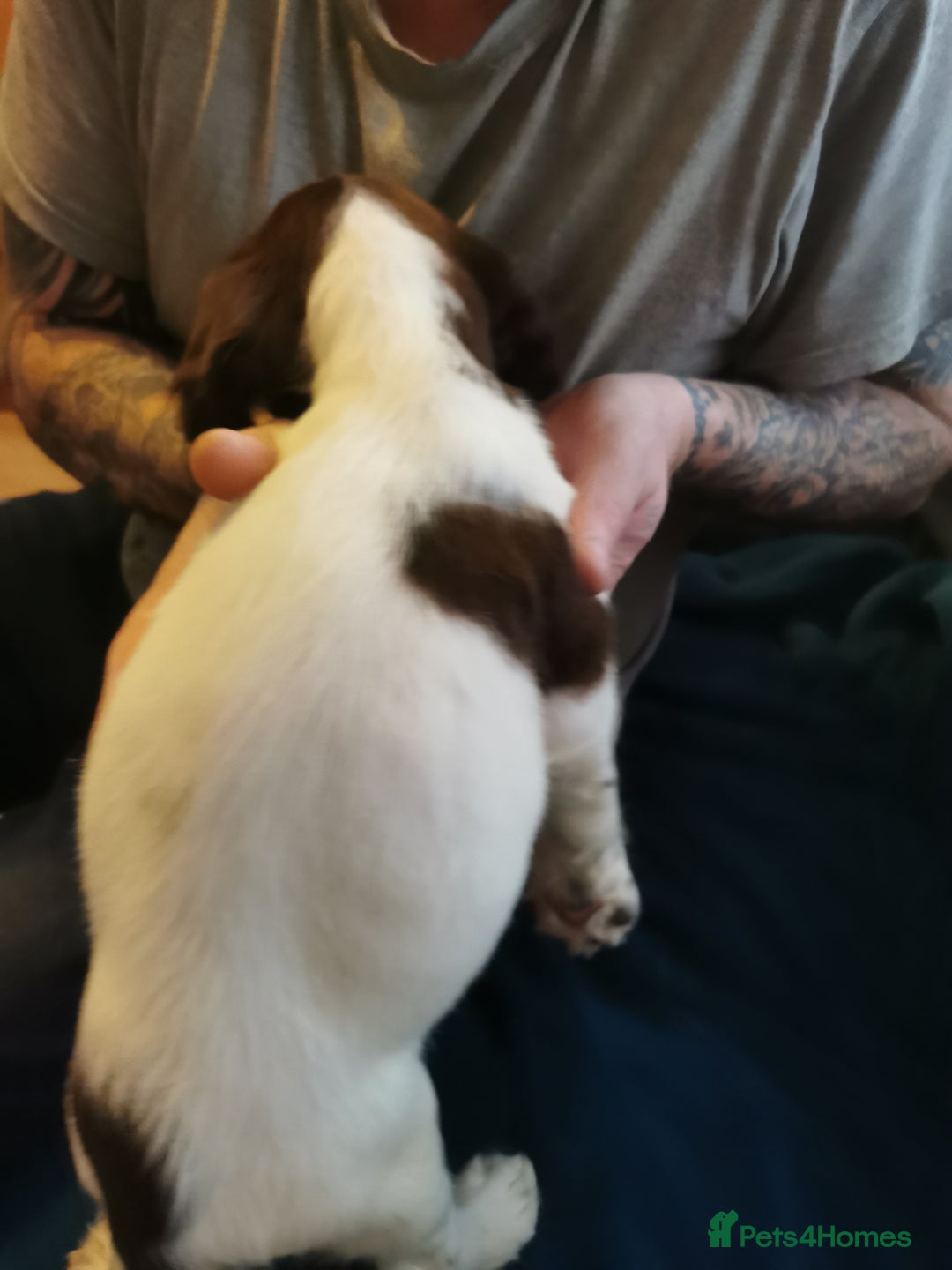 English Springer Spaniel dogs for sale: 9 Beautifully marked English Springer Spaniels  - Image 2