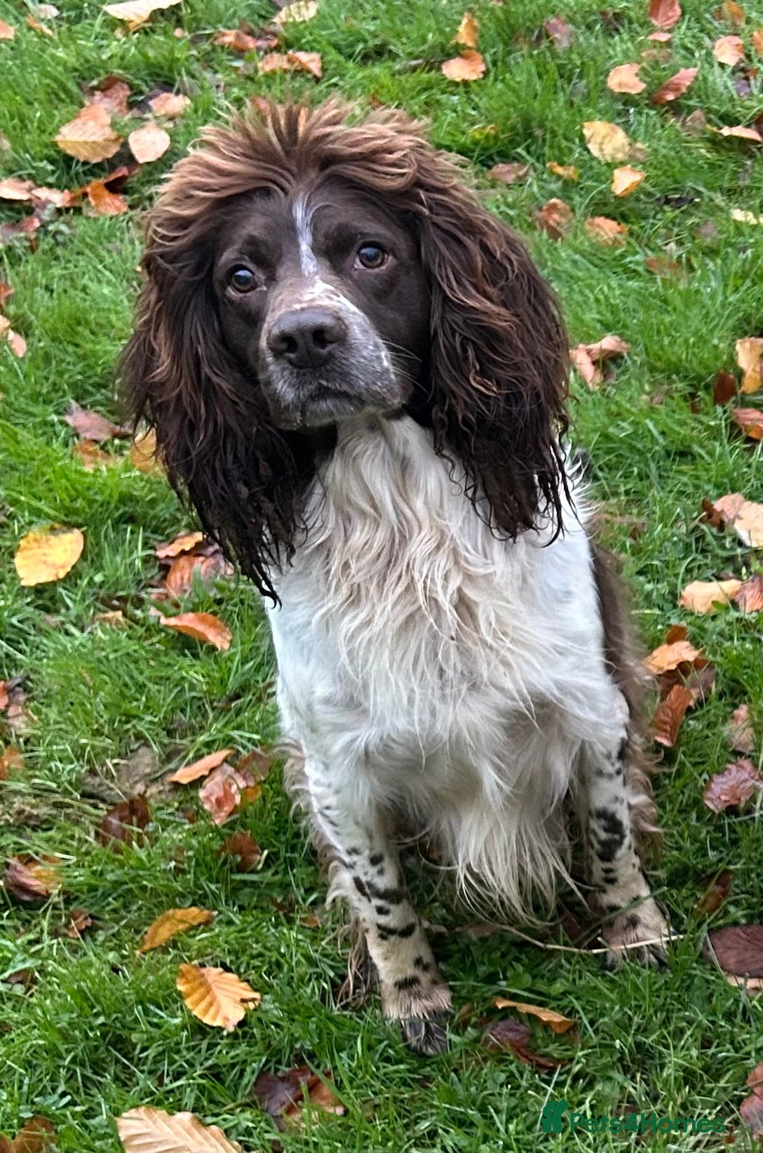 English Springer Spaniel dogs English Springer Spaniel  - Advert 5