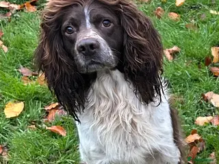 English Springer Spaniel dogs English Springer Spaniel - Advert 5