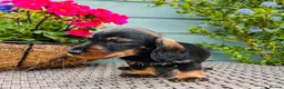 Dachshund dogs for sale: 🐾🌿 KC Registered Teckel Dachshund Litter 🌿🐾 - Advert 14