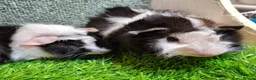 Guinea Pig rodents for sale: Pair baby brothers guinea pigs - Advert 8