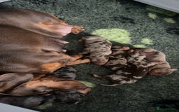 Miniature Dachshund dogs for sale: Miniature Dachshunds  - Image 10