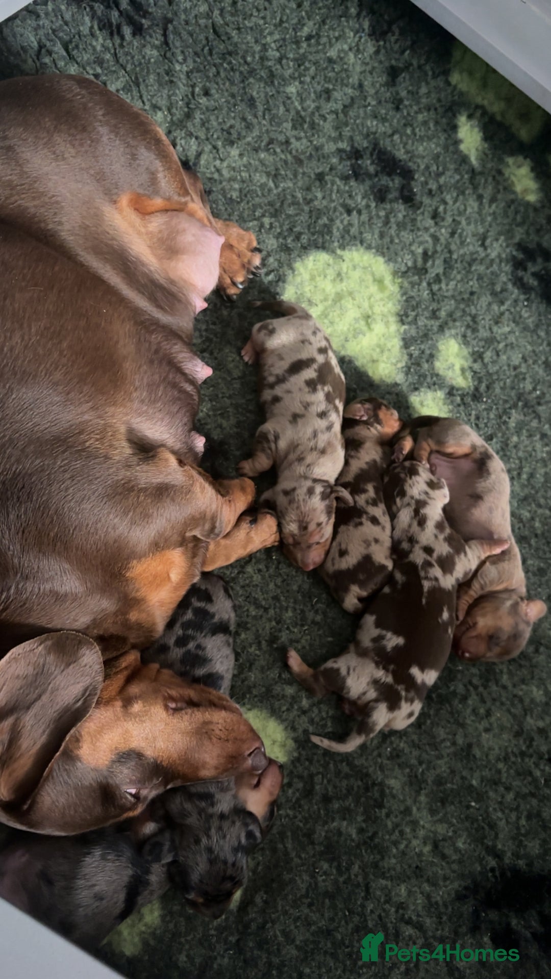 Miniature Dachshund dogs for sale: Miniature Dachshunds  - Image 10
