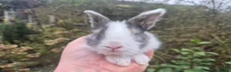 Angora rabbits for sale: ADORABLE ANGORA BABIES-PARENTS IMPORTED 🇫🇷  - Advert 21