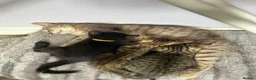 Mixed Breed cats for sale: 4 Beautiful Mixed Breed Kittens.  - Advert 14