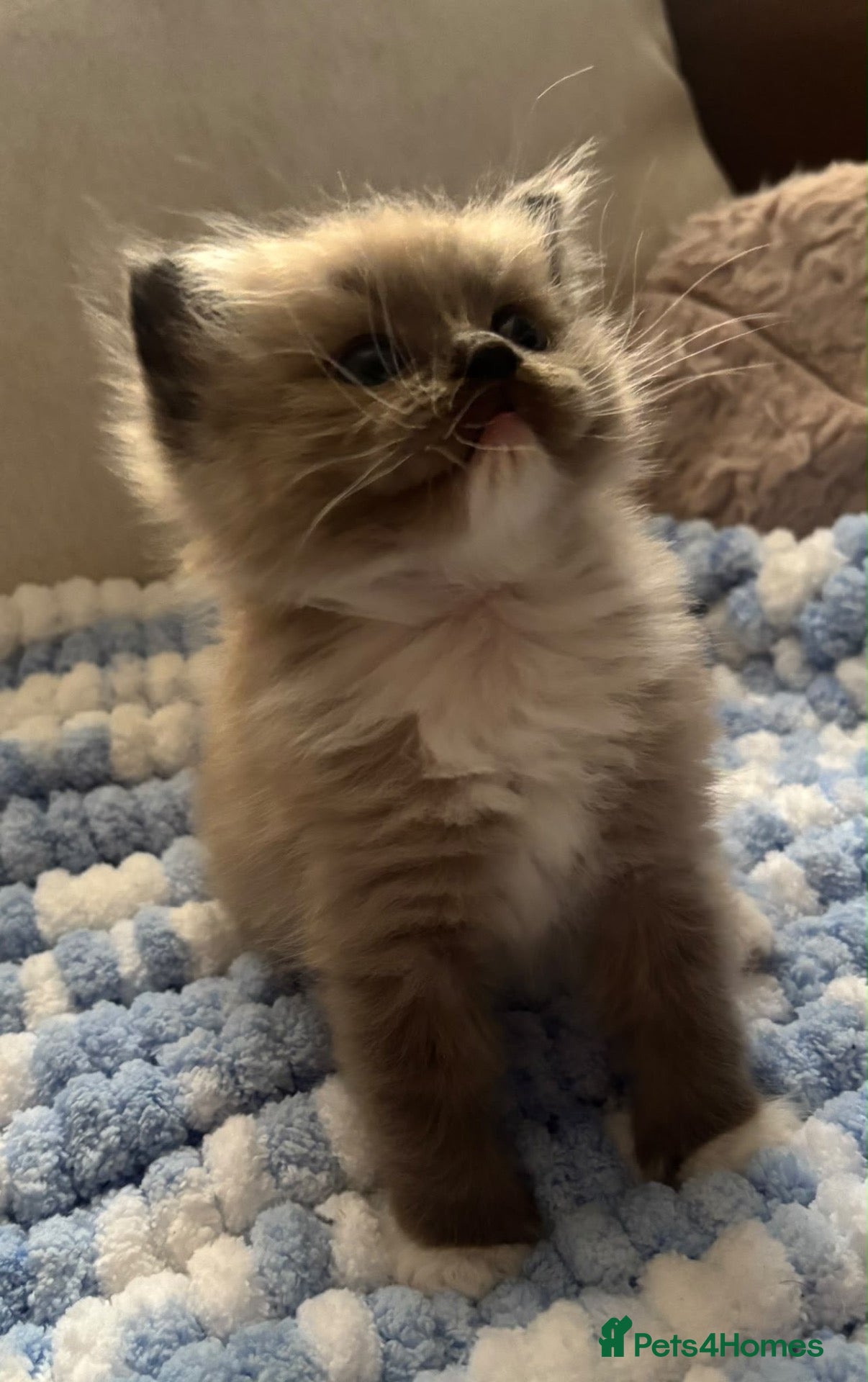 Ragdoll cats Exceptional tica mink mitted female  - Advert 2