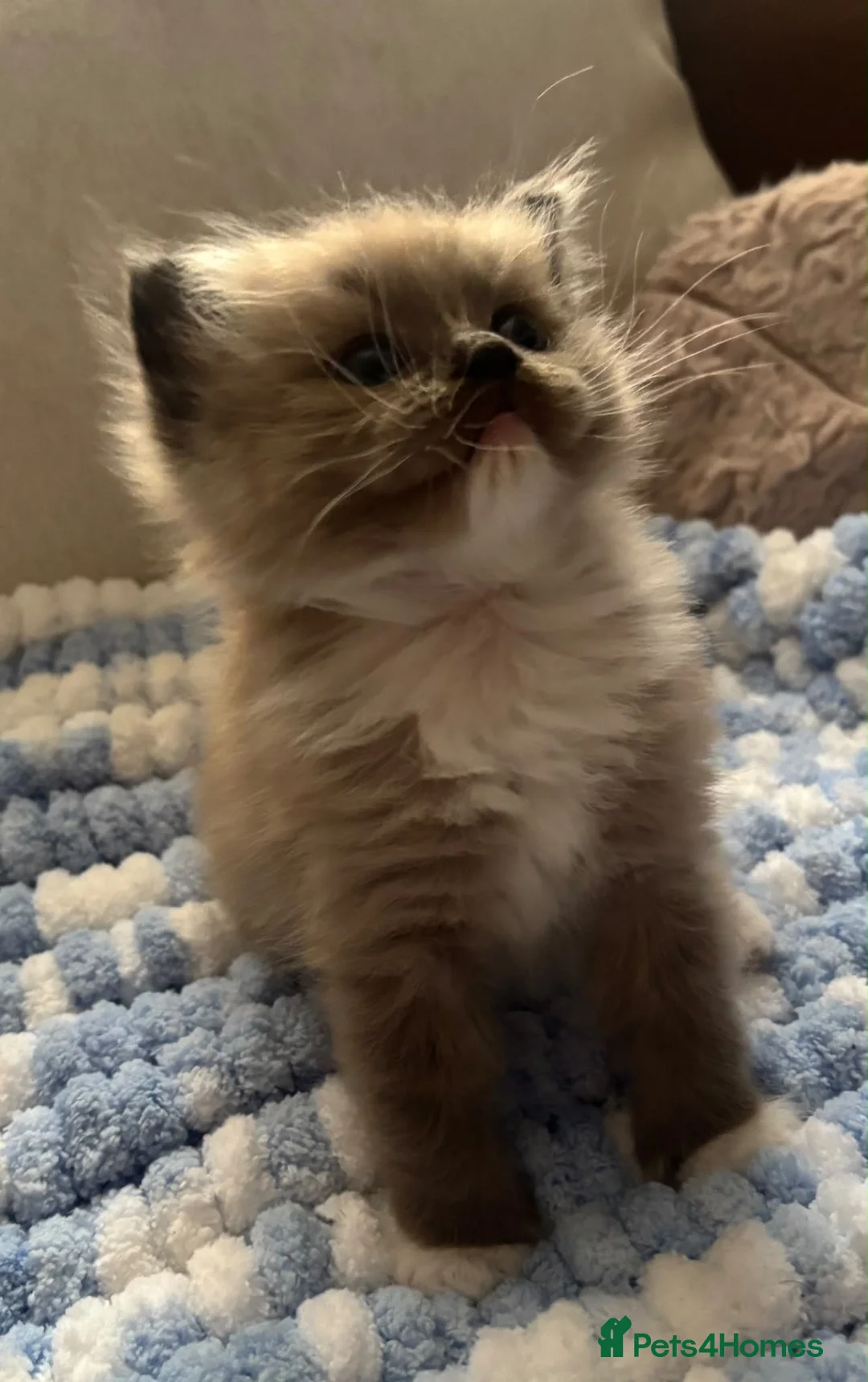 Ragdoll cats for sale: Exceptional tica mink mitted female  - Advert 2