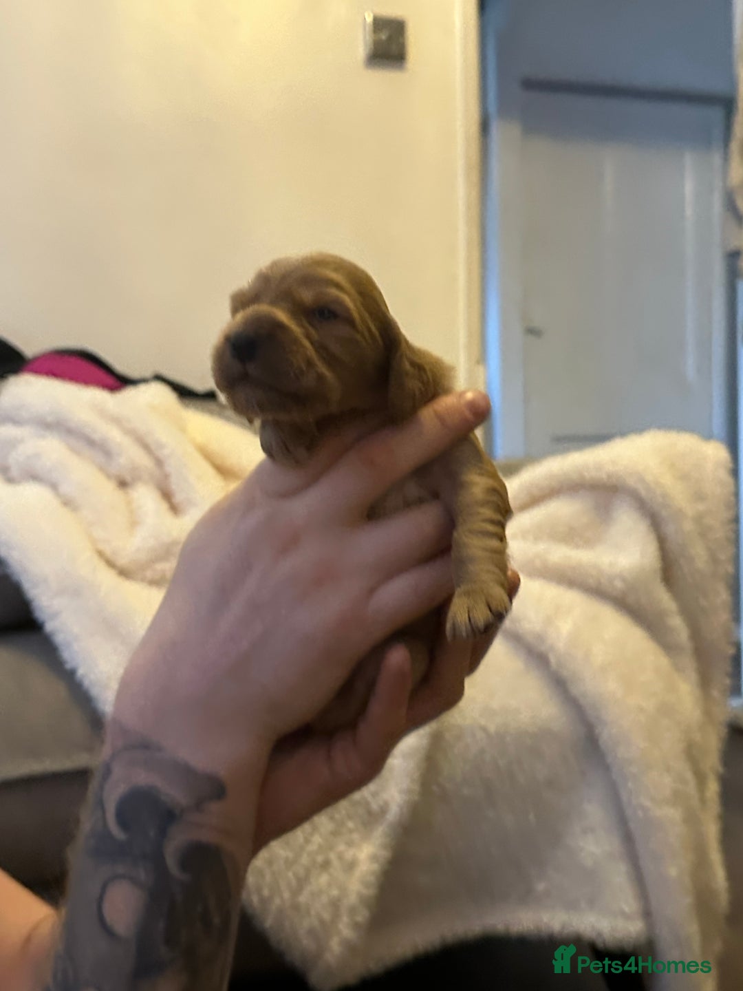 Cocker Spaniel dogs for sale: First and last litter top class red cockers - Image 13