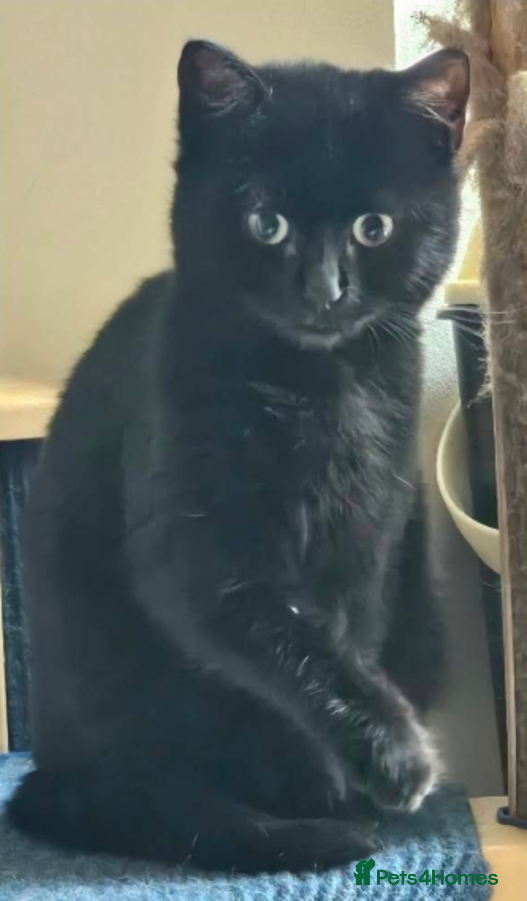 Mixed Breed cats for adoption: Frankie - Advert 1