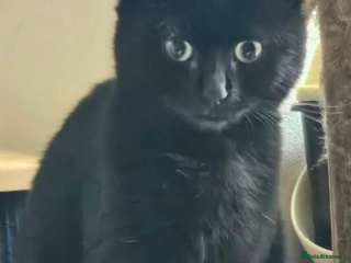 Mixed Breed cats Frankie - Advert 1