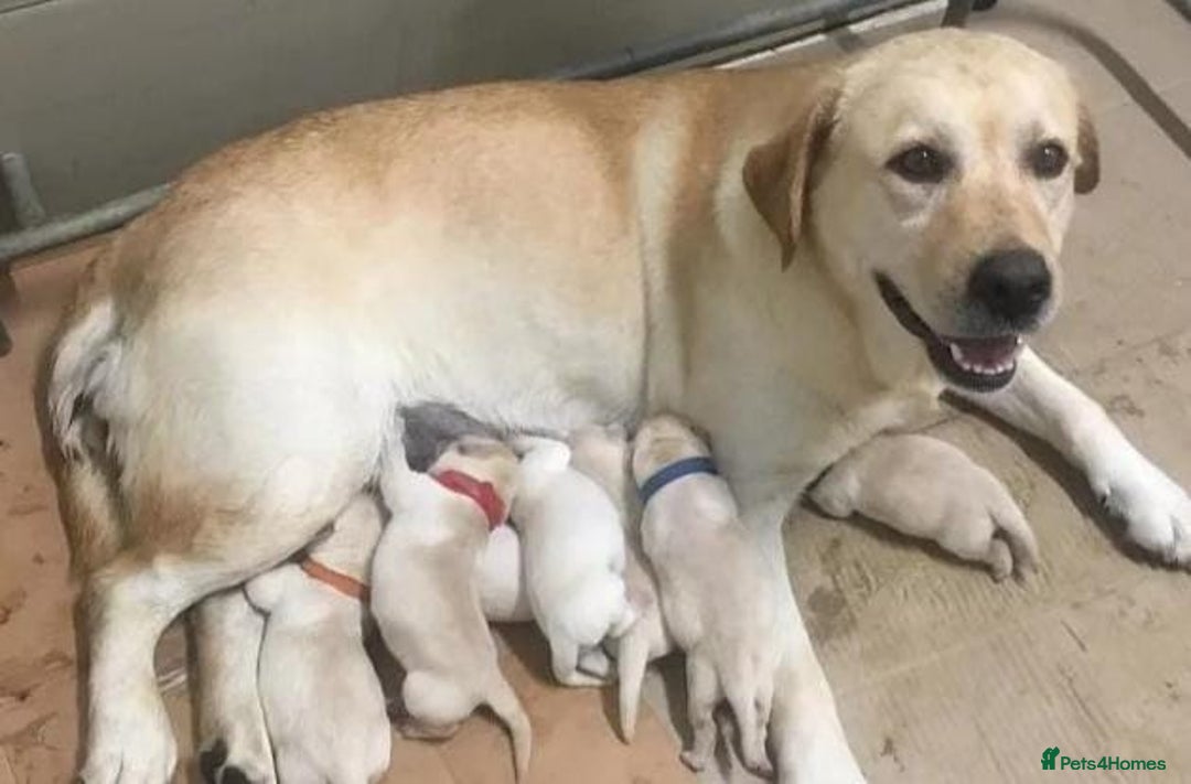 Labrador Retriever dogs for sale: Stunning Labrador puppies - Image 8