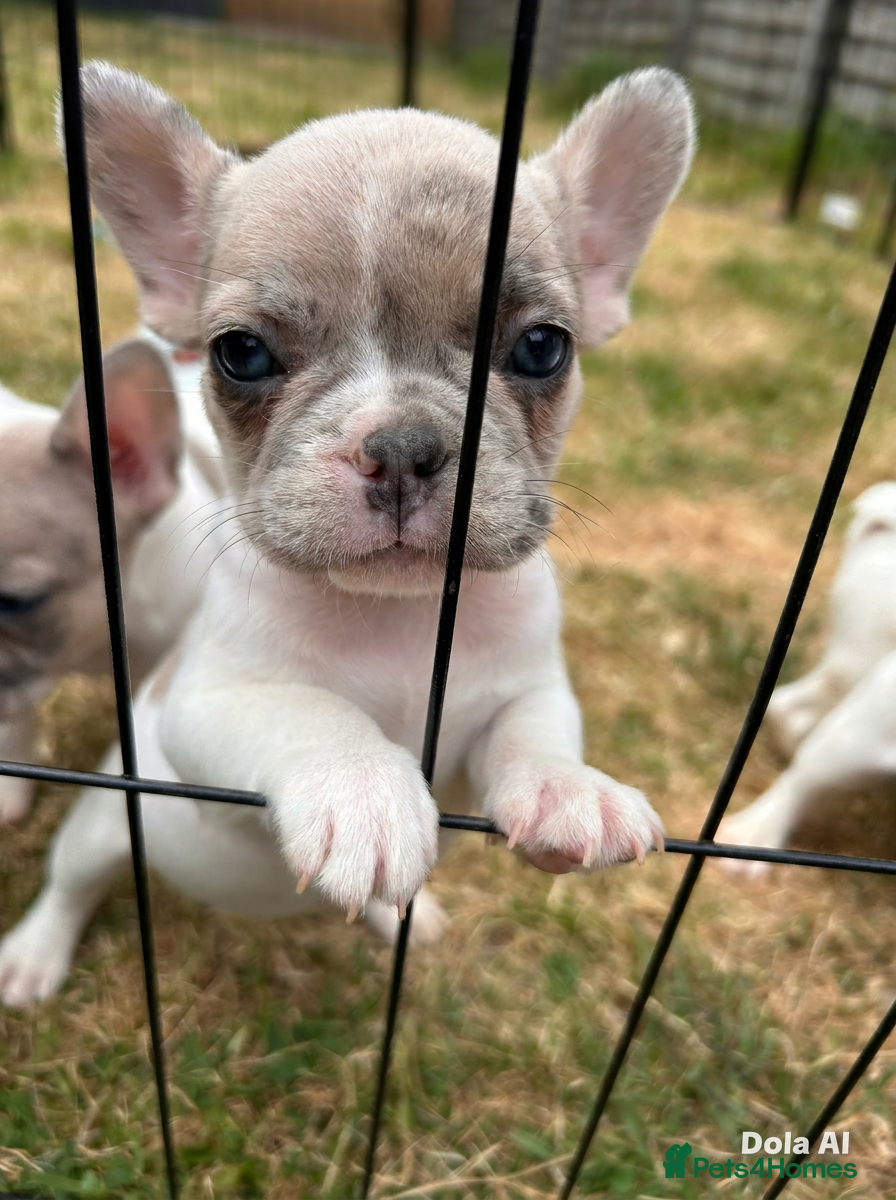 French Bulldog dogs Exotic French bulldog puppies  - Advert 4