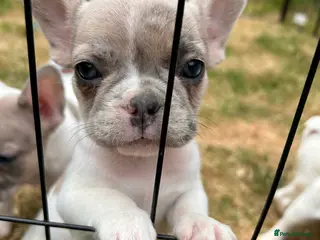 French Bulldog dogs Exotic French bulldog puppies - Advert 4