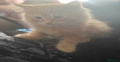 Mixed Breed cats - Advert 8