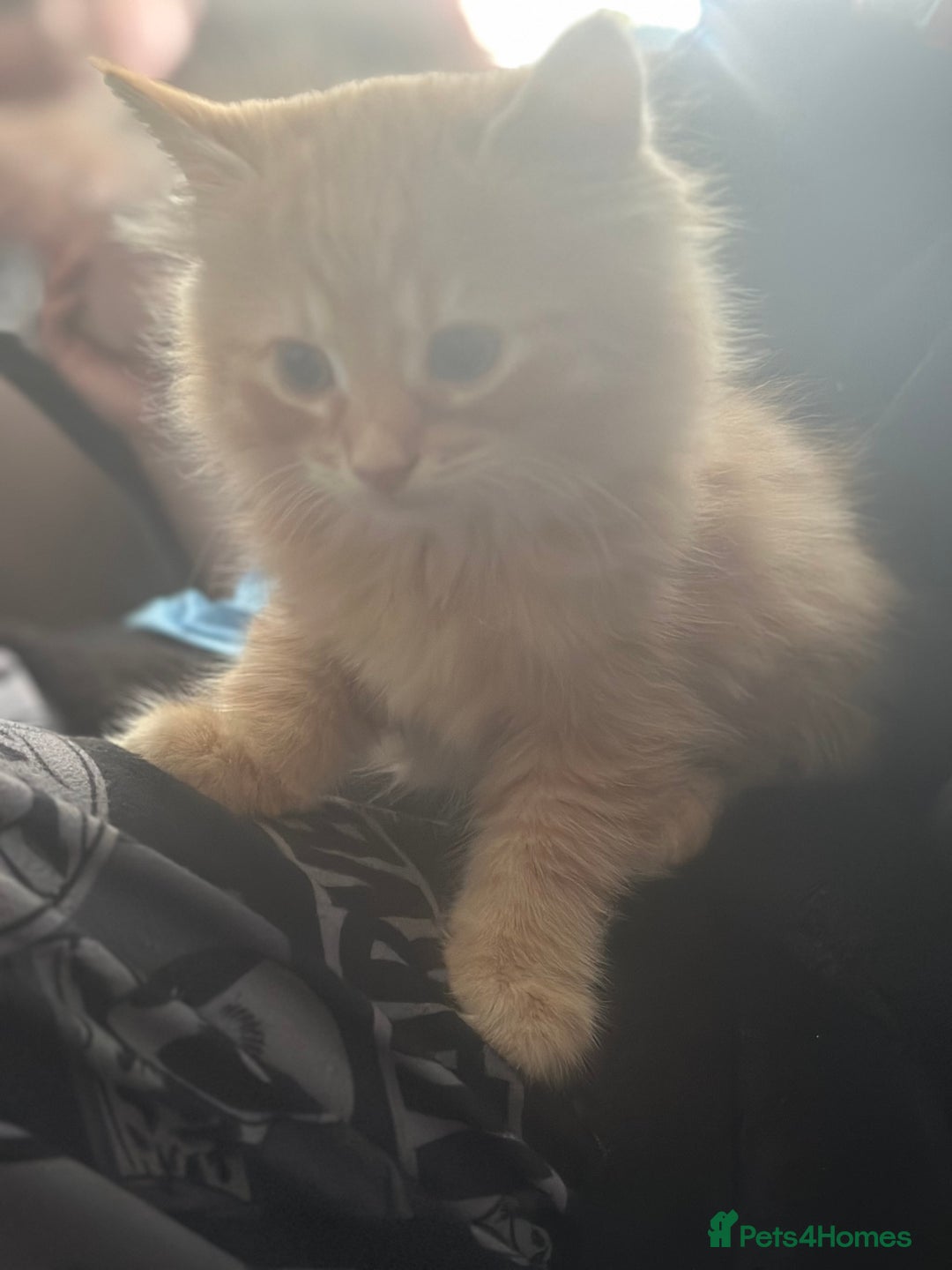Mixed Breed cats for sale: One female one male ginger fluffy kittens  - Image 2