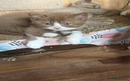 British Shorthair cats for sale: BSH kittens parents gccf - Image 25