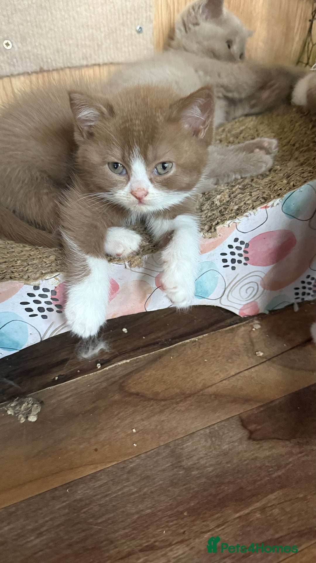 British Shorthair cats for sale: BSH kittens parents gccf - Image 25