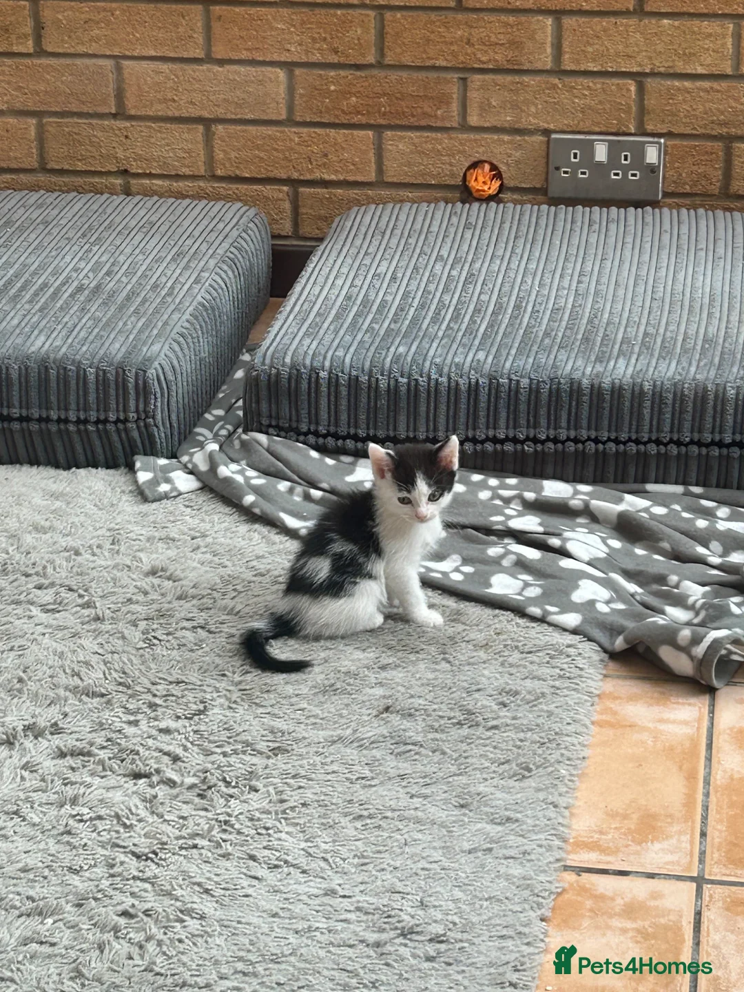 Mixed Breed cats for sale: Mixed kittens  in Northampton - Advert 2