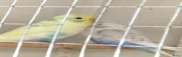 Budgerigars birds for sale: Baby buggies  - Advert 4