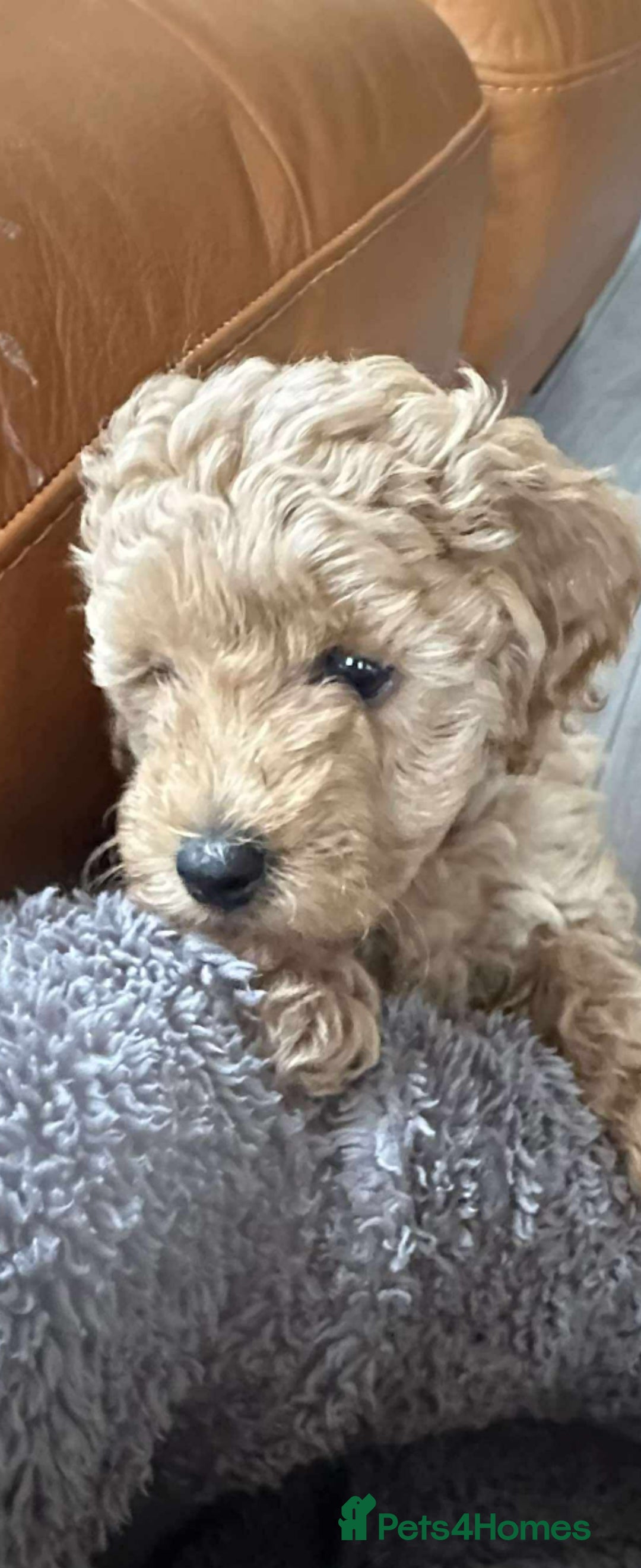 Miniature Poodle dogs for sale: Miniature poodle pups - Image 1