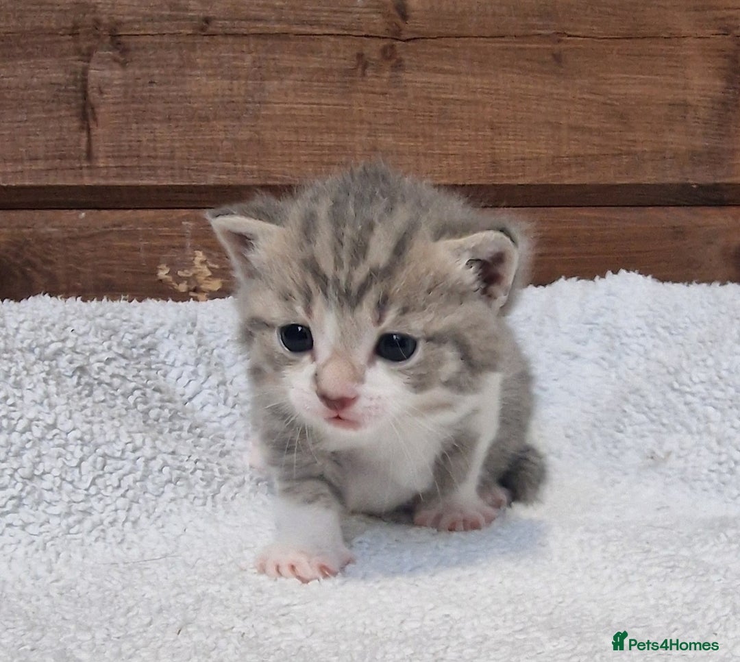 Mixed Breed cats for sale: 3 Gorgeous Kittens - Advert 16