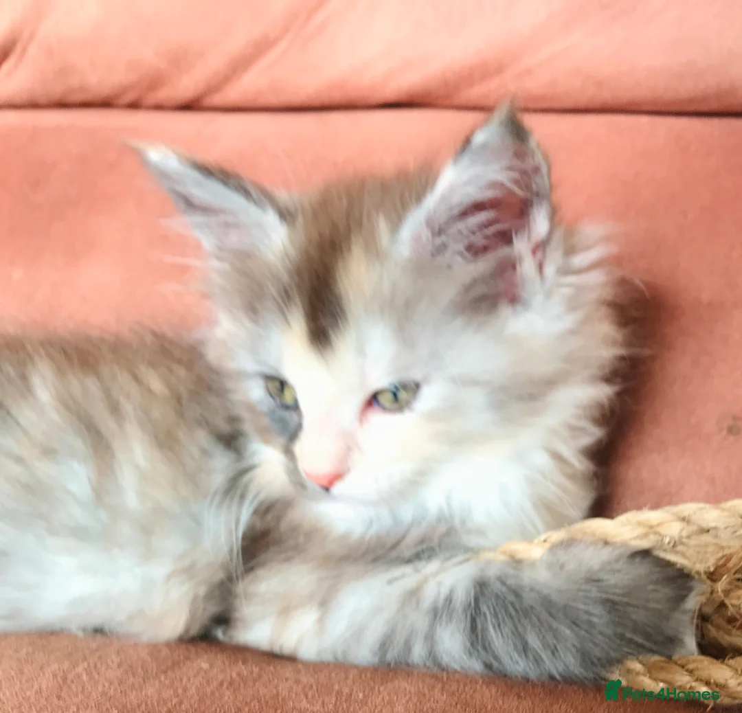 Maine Coon cats for sale: 6th Gen GCCF Pedigree Maine Coon Kitten - Advert 4