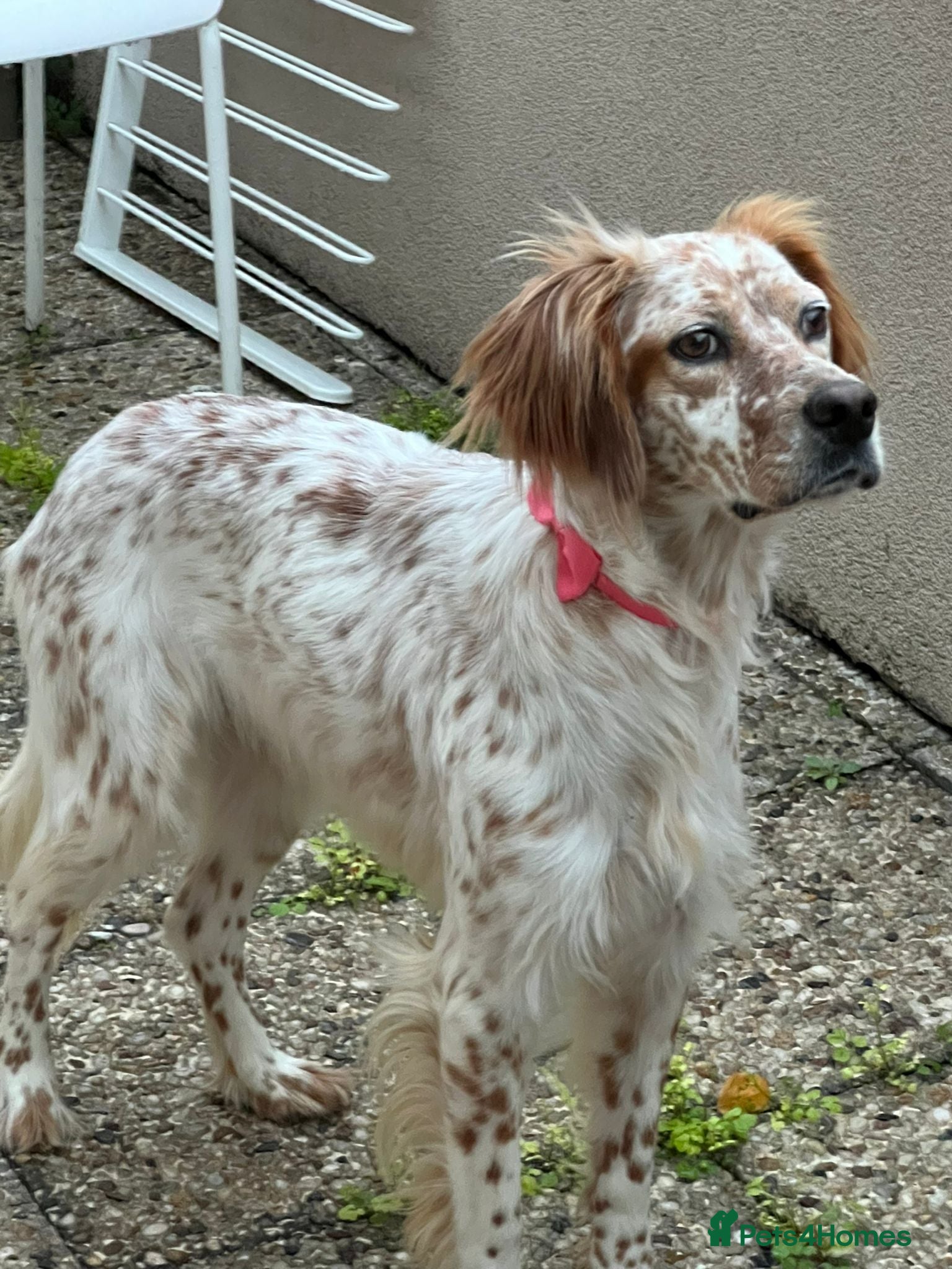 English Setter dogs Ellie - 2.5 years old | Female Setter - Advert 5