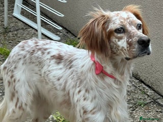 English Setter dogs Ellie - 2.5 years old | Female Setter - Advert 1