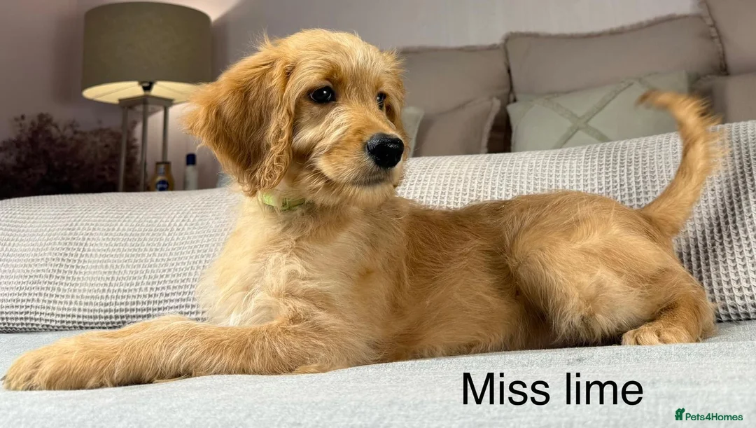 Goldendoodle dogs for sale: These will be stunning adults. Real head turners. - Advert 6