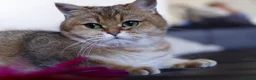 British Shorthair cats for sale: 🌟 Stunning Golden Queen–TICA ACTIVE Registered 🌟 - Advert 8