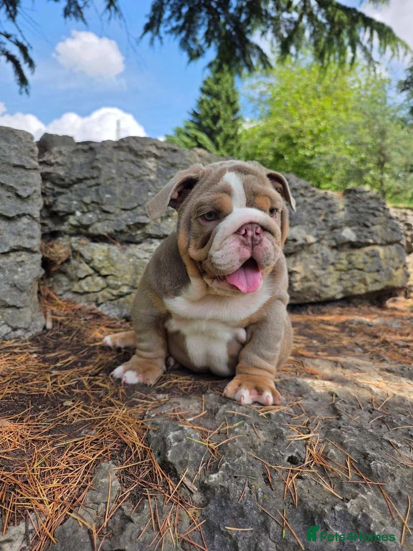 English Bulldog dogs Mr Muscles litter Quality English Bulldogs - Advert 2