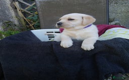 Labrador Retriever dogs for sale: Top quality yellow girls - Image 3