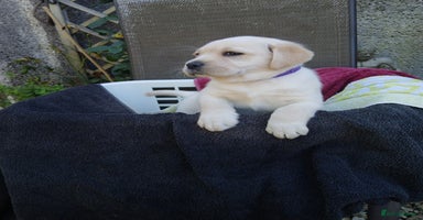 Labrador Retriever dogs - Advert 1