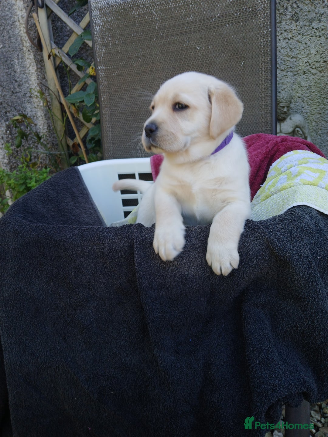 Labrador Retriever dogs for sale: Top quality yellow girls - Image 3