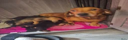 Dachshund dogs for sale: Dachshund puppies  - Advert 6