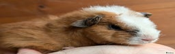 Guinea Pig rodents for sale: Guinea pig pups - Advert 4