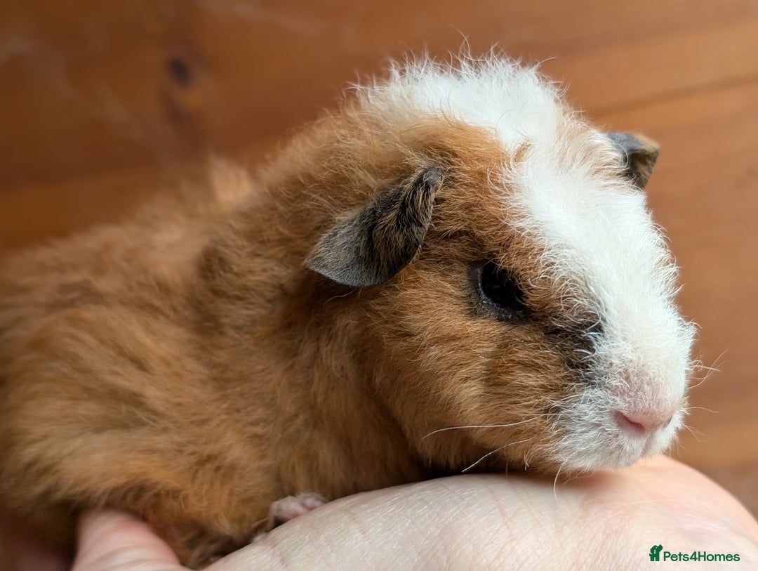 Guinea Pig rodents for sale: Guinea pig pups - Advert 4