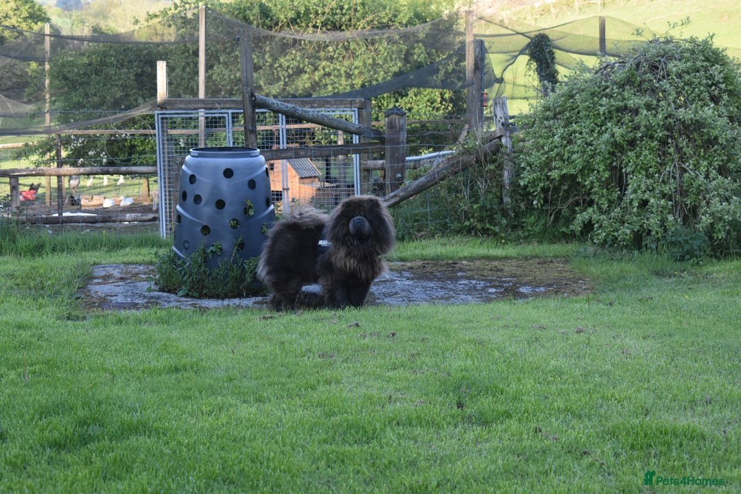 Chow Chow dogs for stud: Loki Blue Chow Chow for stud  in Ammanford - Advert 6