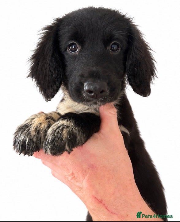 Mixed Breed dogs 🤍🖤Black roan cocker collies🖤🤍 - Advert 2