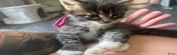 Maine Coon cats for sale: Tica Registered Stunning MaineCoon Kittens in Witney - Advert 6