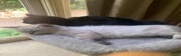 Siberian cats for sale: Pure Siberian Kitten- Microchipped, Vaccinated - Advert 8