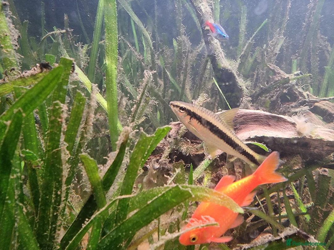 Cichlids fish for sale: Tropical fish - Advert 4