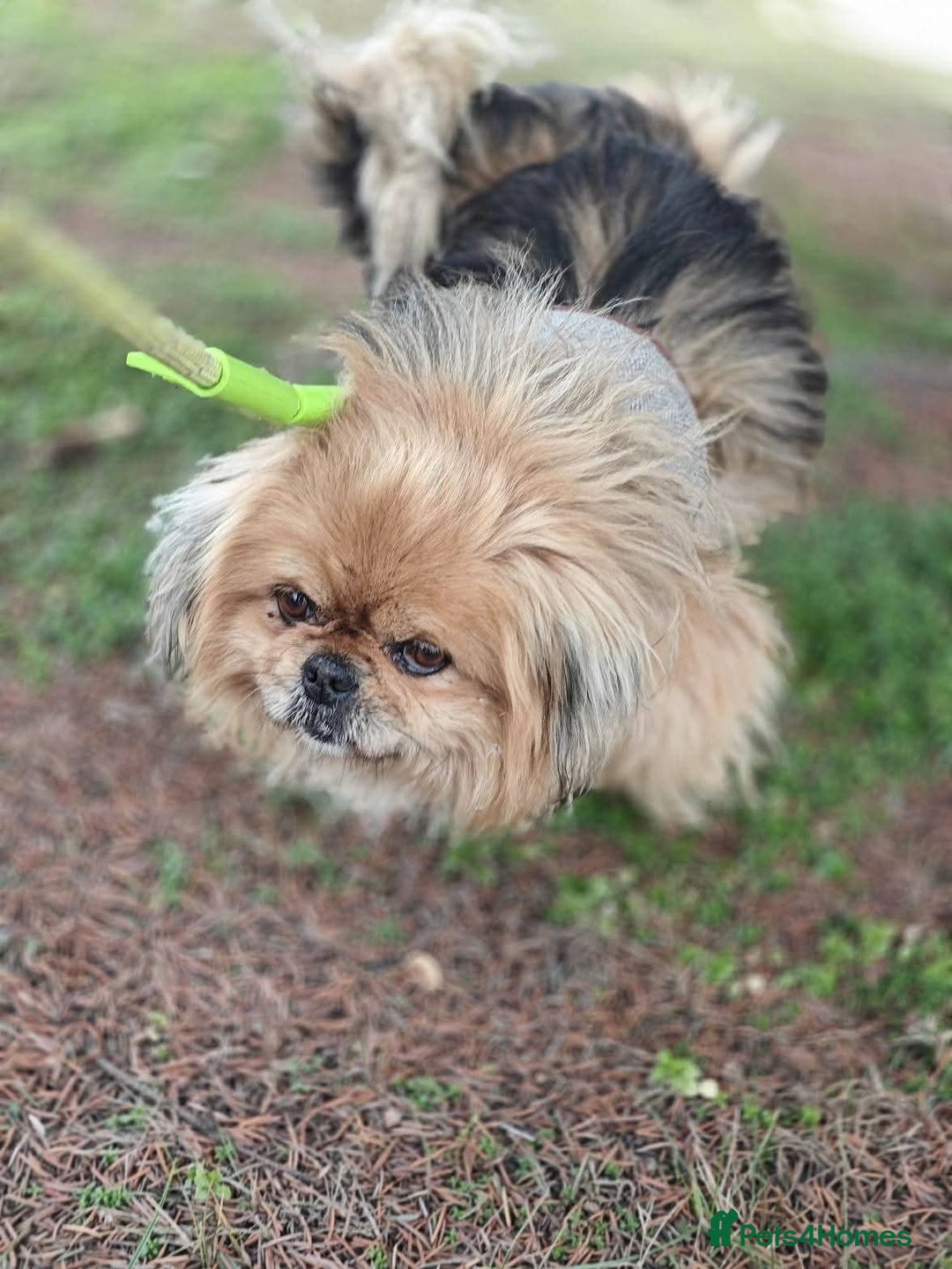 Mixed Breed dogs for adoption: 💙Barry: 9-10-year-old Tibetan Spaniel cross💙 - Advert 11