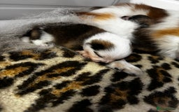 Pomeranian dogs for sale: 1 BOY 1 GIRL POMERANIAN PUPPIES AVAILABLE  - Image 31